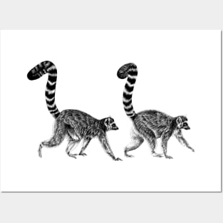 Pair of ring-tailed lemur monkeys Posters and Art